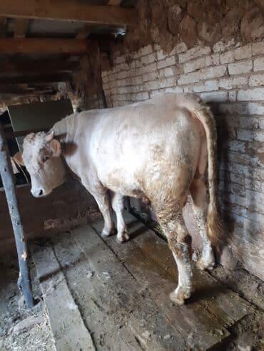ош жапалак: Продаю | Бык (самец) | Шароле | На откорм | Привязанные — 2