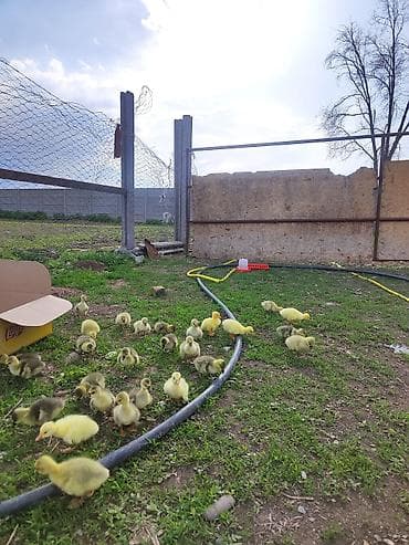 утки с утятами: Гусята (суточные/молодняк) Описание: - Пуховые гусята жёлтых и — 2