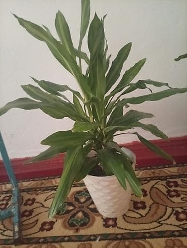 драконий фрукт: Драцена (Dracaena fragrans), комнатное растение в декоративном горшке — 2
