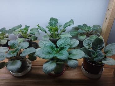 аэратор для рыб: Продаю фиалки есть детки — 4