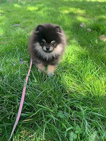 собаки лайки: Шпиц, 5 месяцев, Самец — 2