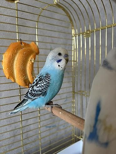 птица балансир: Пара волнистых попугаев с клеткой и аксессуарами - Вид: волнистые — 2