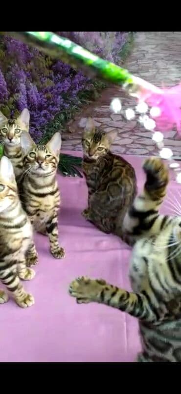 новорожденные котята: Бенгальские котята Проф.Питомник Бен Гла Мур предлагает.чудесных — 17