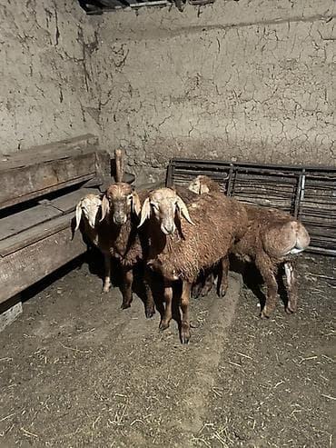 Продаю | Баран (самец) | Арашан | Для разведения | Племенные — 6