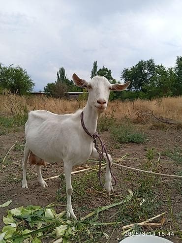 Продаю | Коза (самка) | Для молока at lalafo.kg Продаю | Коза (самка) | Для молока