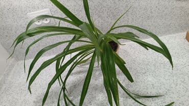 растения аквариумные: Хлорофитумы 3 сортов. есть в стаканчиках от 150 сом и до 1300 большие — 6