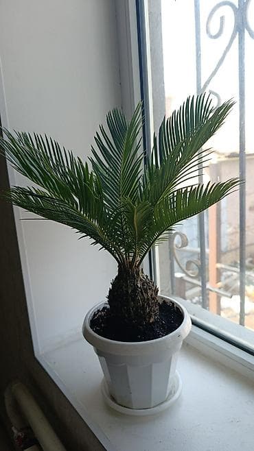 лимон в горшке купить: Комнатные растения в декоративных горшках (набор) 1) Шеффлера — 10