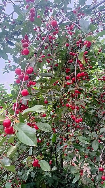 Каменные заборы: Кирпичные заборы, Покраска забора — 9