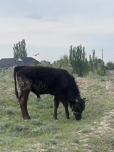 бультерьер щенки: Продаю | Корова (самка), Бык (самец), Тёлка | Для разведения — 2