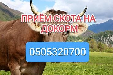 Частное лицо : Коровы, быки, Лошади, кони, | На откорм, Откормленные, Бесплатная доставка