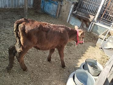 букаа: Продаю | Бык (самец) — 3