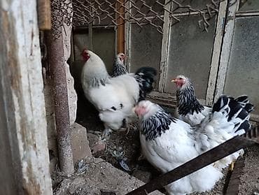 брам: Продаю | Куры | Брама | Для разведения — 3