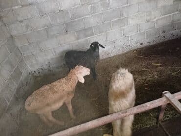 ак кекилик: Сатам | Козу | Көбөйтүү үчүн — 2