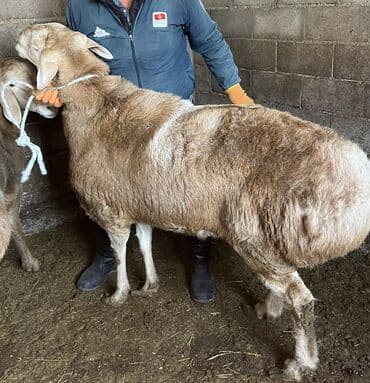 племенные коровы молочные купить: Продаю | Баран (самец) | Эдильбаевская | На забой | Осеменитель — 3