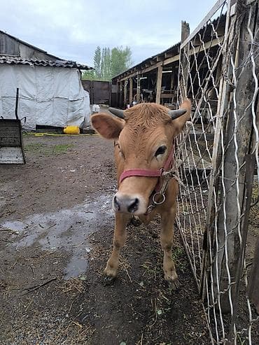 телки коровы: Продаю | Тёлка | На откорм | Отела не было — 10
