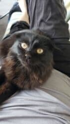 объявления о найденных собаках: Скотиш Фолд (Шотландская вислоухая), 2 года, Мальчик, Черный — 3