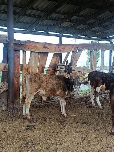 мальки рыб: Продаю | Музоо, торпок | На откорм — 2