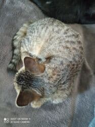 наполнитель для кота: 3 месяца, Девочка, Приучена к лотку — 3