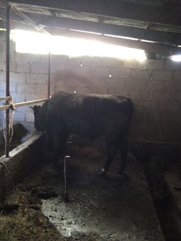 купить собаку доберман в бишкеке: Продаю | Бык (самец) | На откорм | Привязанные — 6