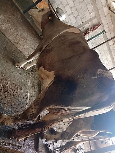 мастит: Продаю | Корова (самка) | Голштин | Для молока | Привязанные — 2