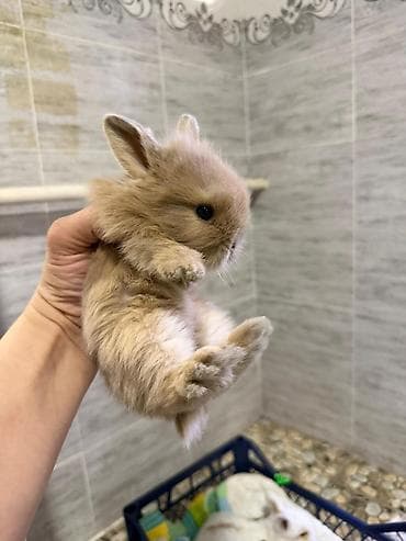кошки каракол: Кролик с окрасом, сочетающим белый и светло-коричневый цвета. Обладает — 3