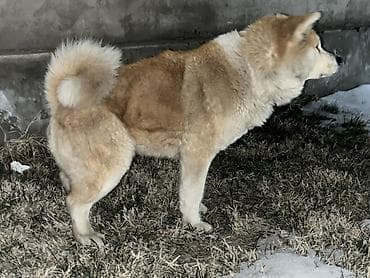 акита купить: Продам срочно сука — 1