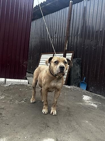 Продаю американский питбуль девочка 3 года покрыл с алабаям крупный