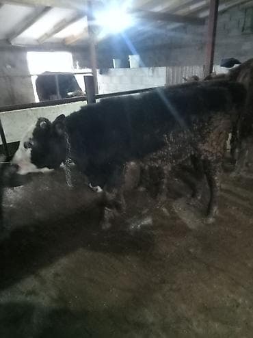 А/ч жаныбарларын сатам: Сатам | Бука (эркек) | Бордоп семиртүү үчүн | Байланган — 2