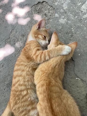 рыжие котята бесплатно: Котята — домашние любимцы Описание: - Окрас: рыжие тигровые (пара — 3