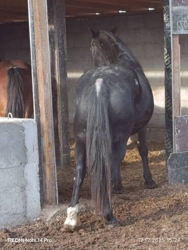 кормовая соль для животных: Продаю | Кобыла (самка) | Для разведения | Мерин — 8