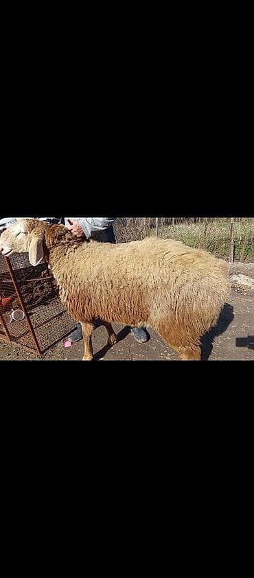 Аквариумы: Продаю | Баран (самец) | Арашан | Для разведения | Осеменитель — 2