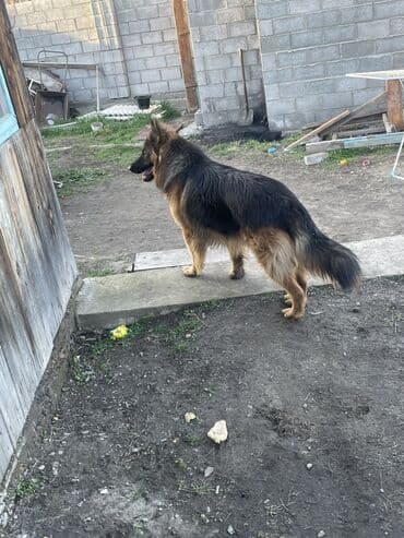 охотничьи собака: Ит кууту: Немис овчаркасы, Эркек, 2 жаш, Ит тегин тастыктоочу документ — 2