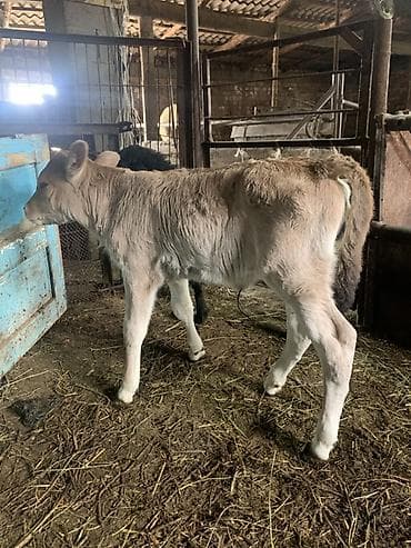 попугаи кара балта: Продаю | Тёлка | Швицкая | Для разведения, Для молока | Искусственник — 2