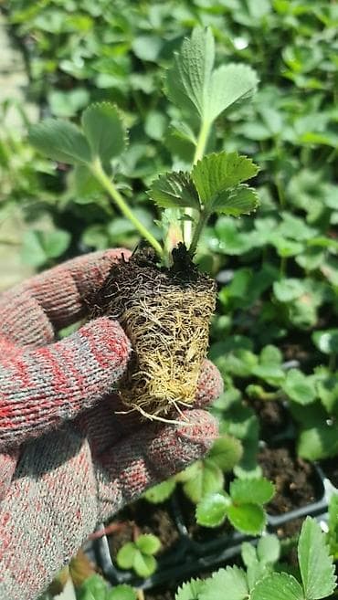 требуется сокулук: Разнорабочий нужны для сада огород. з. +жилье +питание. Сокулук — 1