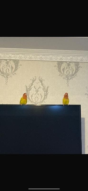 сколько стоит сурикат: Пара декоративных попугаев-неразлучников с комплектом клетки — 2