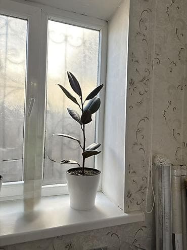 каучук: Фикус эластика (каучуконосный), комнатное растение в горшке. - Высота — 1