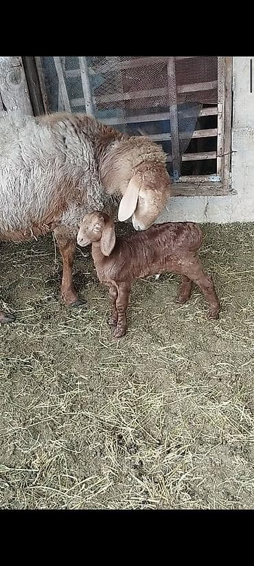 ат полша: Продаю | Баран (самец) | Для разведения | Племенные — 6