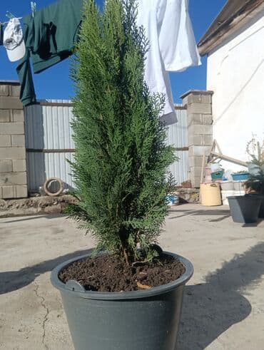 тиски ювелирные ссср: Саженцы деревьев: Туи — 3