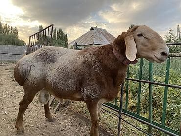 ветеринарный паспорт: Продаю | Баран (самец) | Арашан | Для разведения | Племенные, Осеменитель — 5
