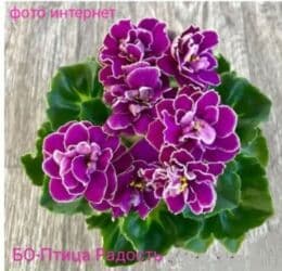 продам рассаду помидор: В продаже детки сортовых мини и полумини фиалок 🌺🌿🌺. Нахожусь в — 15