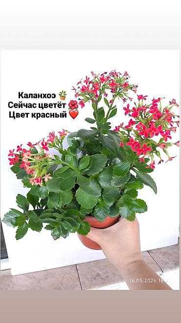 Продаю комнатные растения, цветы ❗цены разные от 150сом и выше ❗ at lalafo.kg Продаю комнатные растения, цветы ❗цены разные от 150сом и выше ❗