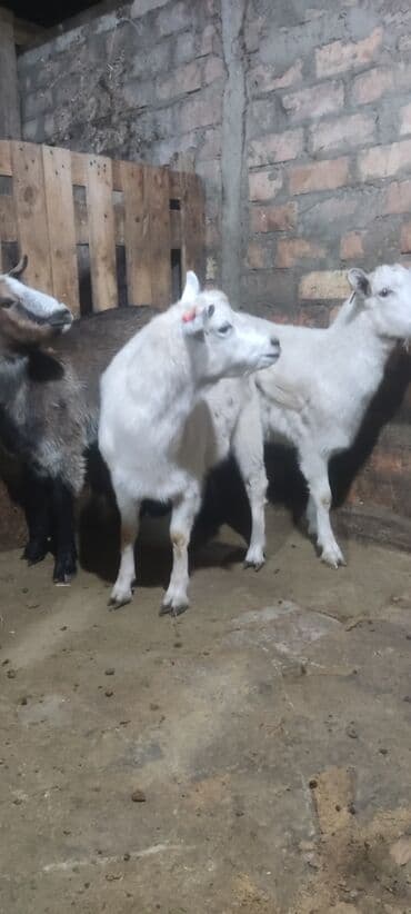 продаю в связи с переездом: Сатам | Теке (эркек) | Аргын — 5