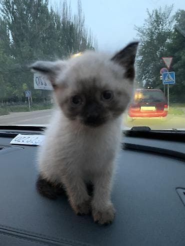 купить сиамских котят: Котёнок с колор-пойнт окрасом (светлая шерсть с тёмной маской, лапками — 1