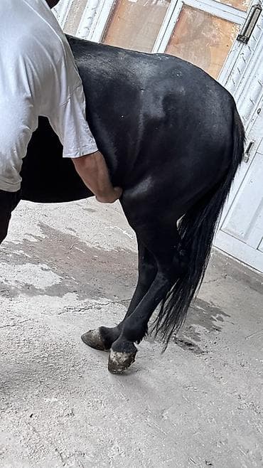 иттер ош: Сатам | Бээ (ургаачы) | Көбөйтүү үчүн | Асыл тукумдуу — 6