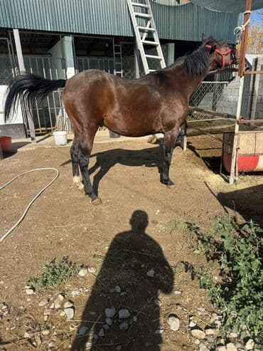 Зоотовары: Продаю | Жеребец | Английская | Для разведения, Конный спорт — 7