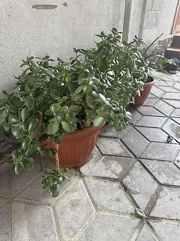 Денежное дерево: Крассула овата (денежное дерево) в пластиковом горшке - Крупный — 3