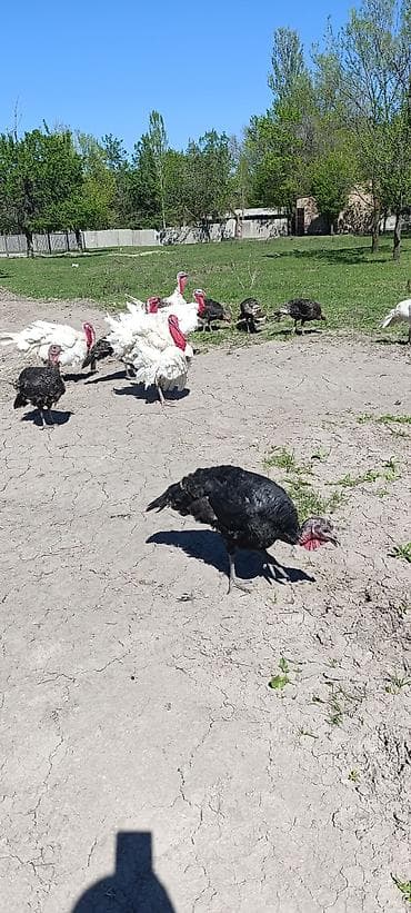 бойцовская собака: Продаю | Индюшка (самка) — 5