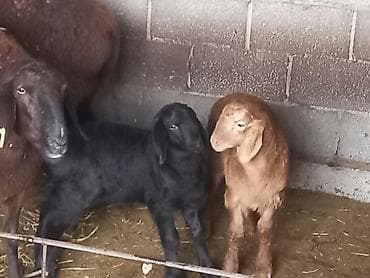 кролики карликовые: Продаю | Овца (самка) | Для разведения | Матка — 7