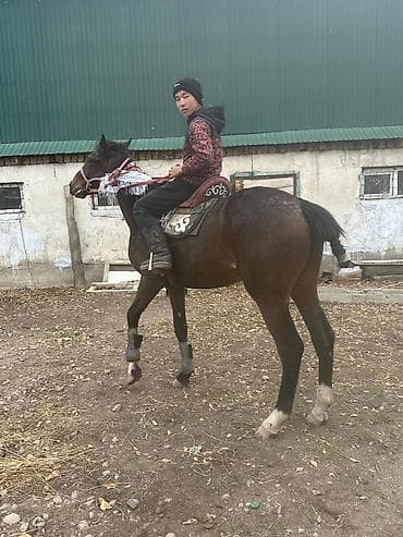 породистый конь: Продаю | Жеребец | Английская | Конный спорт — 2