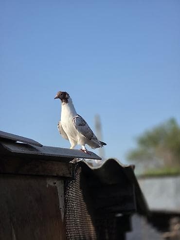 продаю кролов: Продаю голубей,головастики,пакистанцы,такла,или меняю на корм — 5